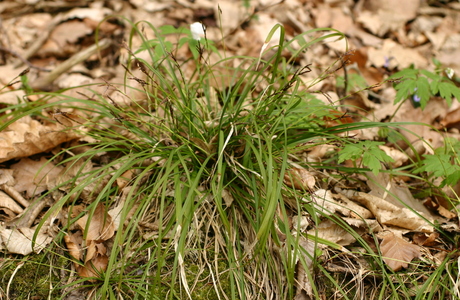 Finger-Segge (Carex digitata L.) - © Emanuel Trummer